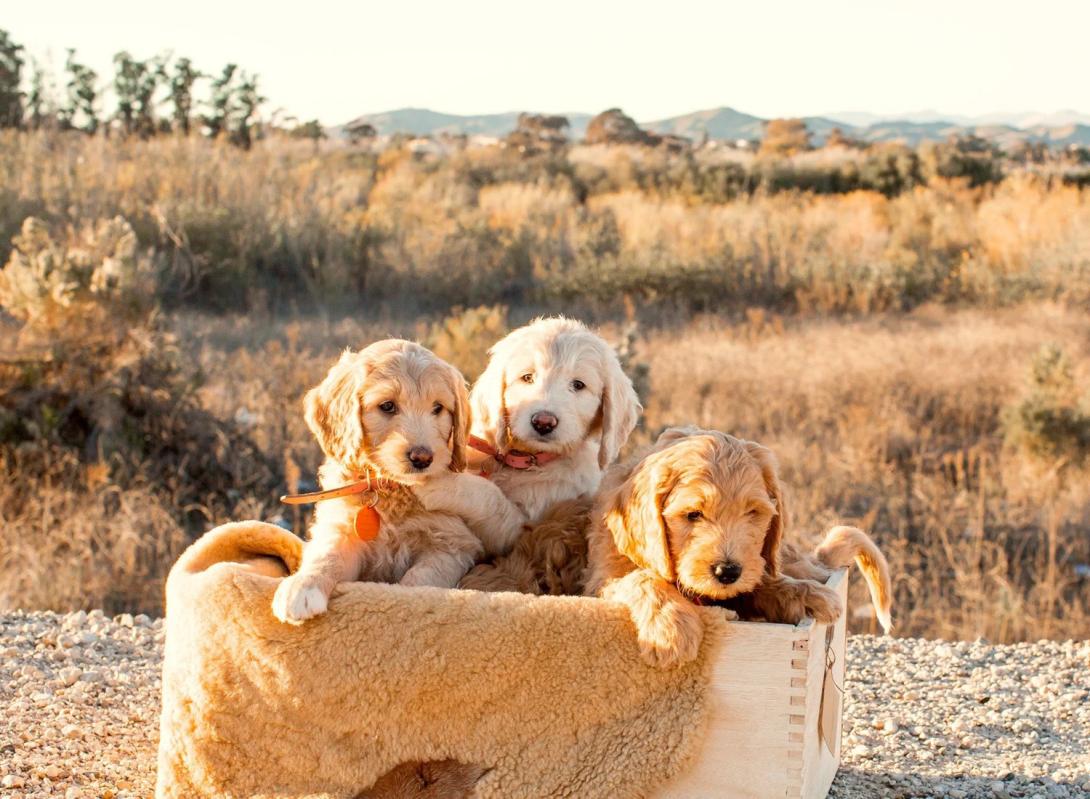 Service Dog Goldendoodle