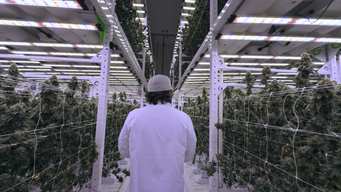 licensed cannabis manufacturing facility