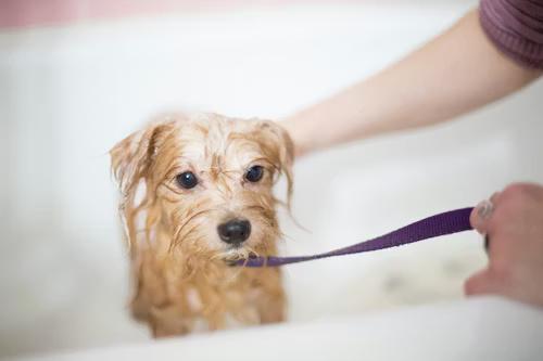 Dog Grooming in Nagpur