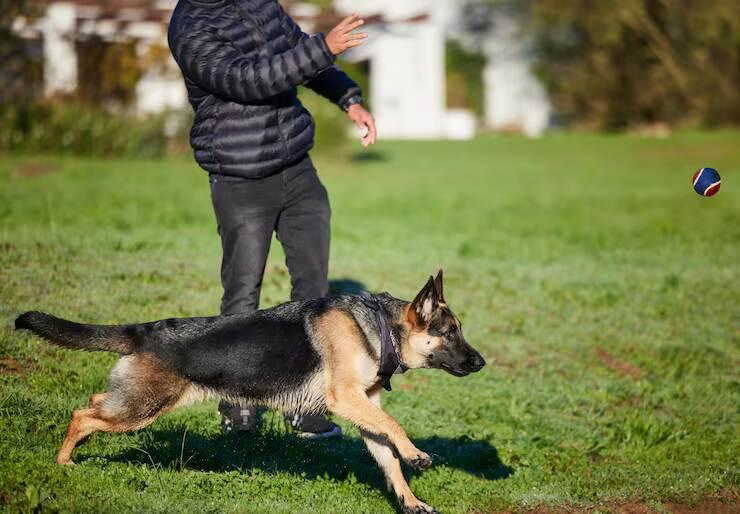 Dog Training in Bhubaneswar