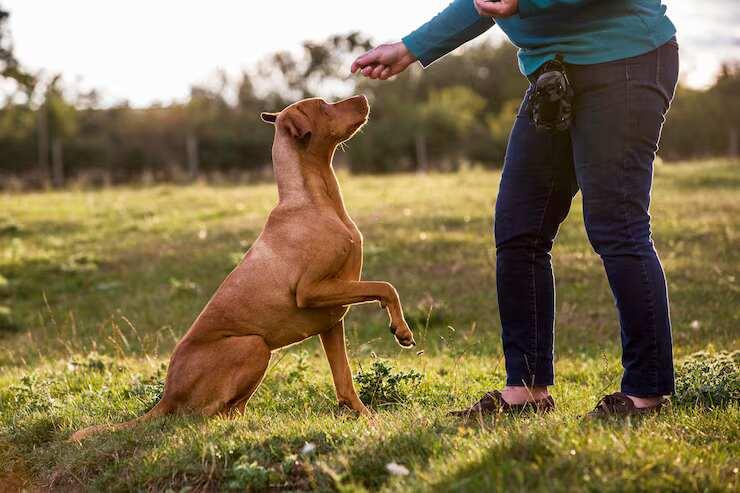 Dog Training in Patna
