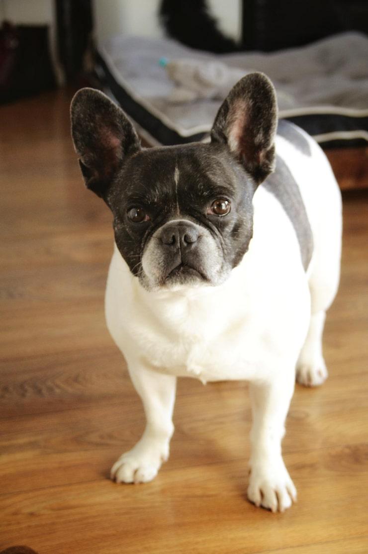 AKC French Bulldog