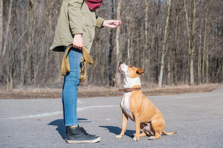 Dog Trainer in Ahmedabad