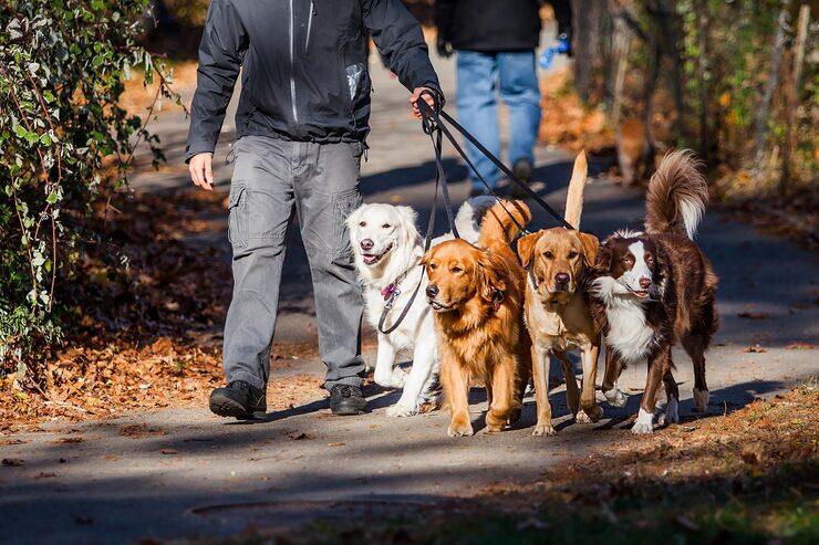 Dog Walkers in Kochi