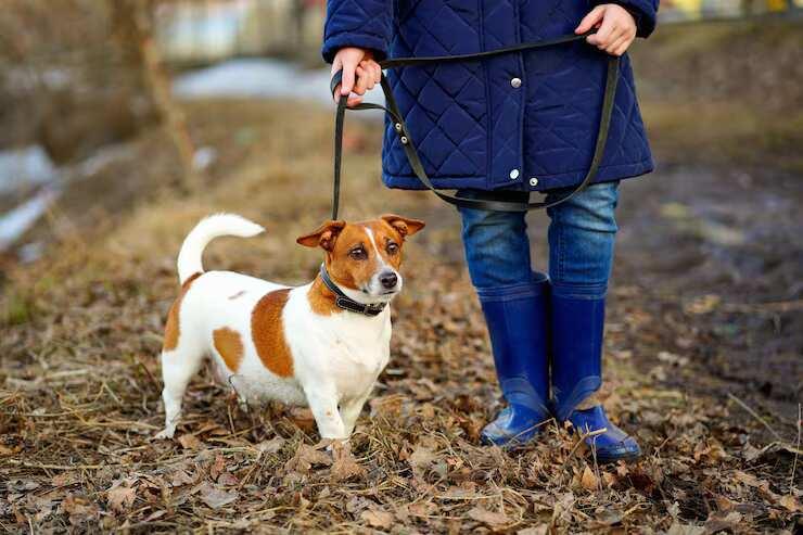 Dog Walkers in Patna
