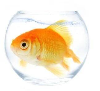 Fish Myth Buster