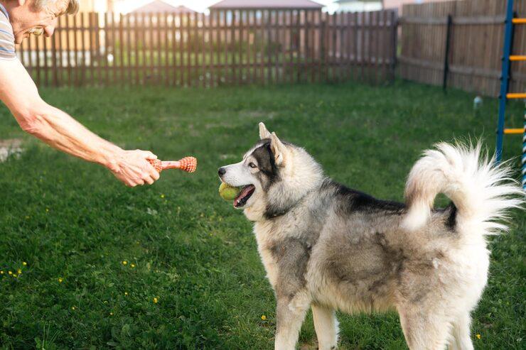 Dog Trainer in Agra