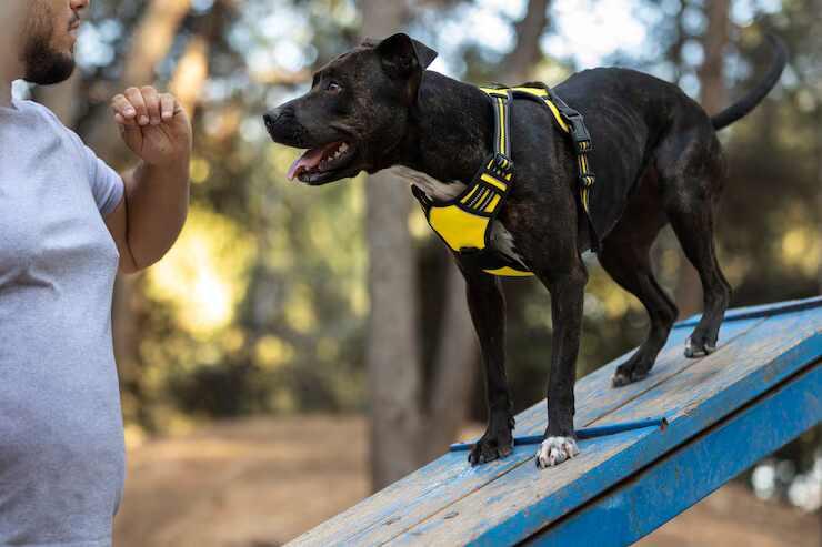 Dog Trainer in Faridabad