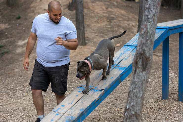 Dog Trainer in Patna