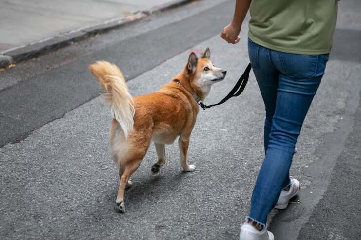 Dog Walking Services in Surat