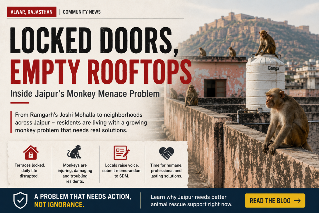 Recurring monkey trouble in Jaipur? See why professional monkey catcher service in Jaipur teams offer safer, lasting relief than DIY methods.