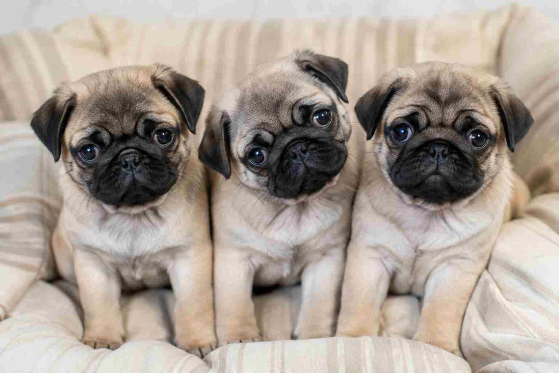 Pug Puppies for Sale in Mumbai